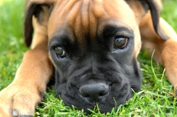 Outstanding Boxer puppies available for new homes.