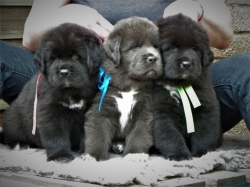 We Tibetan Mastiff puppies for sale