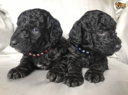 Gorgeous Black  Kc Reg Mini Poodles 