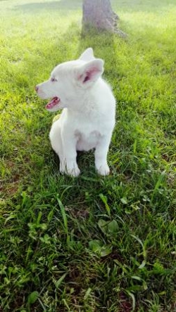 2 Purebred Siberian Husky puppies