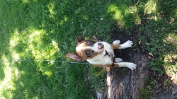 American Pit Terrier Mix