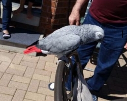 Peach Faced African grey Lovebird With Large Cage And Carrier