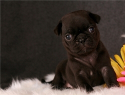 Fawn and Black Pug Puppies Needing a New Home Now 504-345-9436