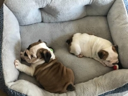 Male and female English Bulldog 347 509 4973