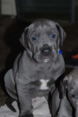 Blue Great Dane Puppies Ready Now For Adoption 504-345-9436