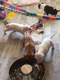 Standard Bull-Terrier puppies ready to go 720 262-5418