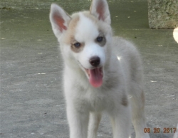Super male and female Siberian husky puppies..205 212-1903