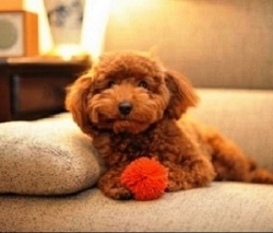 red toy poodles puppies for sale text or call 929-841-2382