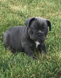 Cute and Adorable French Bulldog pups