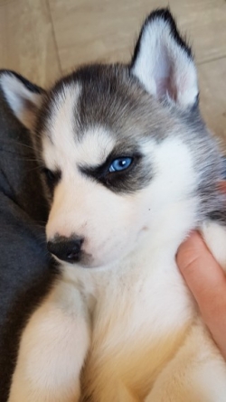 5 Pure Bred Siberian Husky Pups