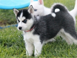  Charming Male and female Siberian husky puppies...
