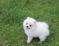 Pomeranian Puppies 