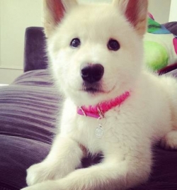 Cute and Adorable Siberian husky puppies For Adop