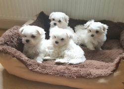  Purebred Maltese Puppies Available Call or Text 302307-6146  They are up to date on shots and dewormed .they are vet checked and healthy. Have been raised by a family with children, so they get lots of love and affection Call or Text  302307-6146