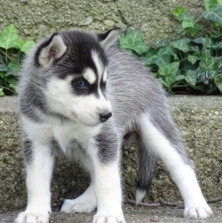 AKC Siberian husky puppies for sale