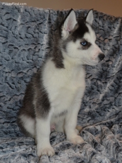  Active Purebred Siberian Husky puppies