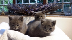 Adorable Persian kittens for sale