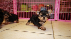 Female Yorky Puppy Need Loving Homes