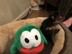 Absolutely Healthy Yorkie Puppy