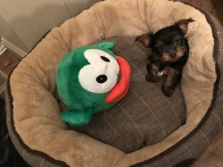 Absolutely Healthy Yorkie Puppy
