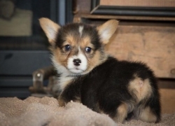 pembroke welsh corgi puppies,text 404 x 593 x-0958