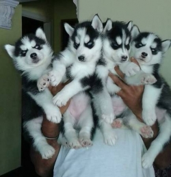 Pottycrate train HUSKY PUPPIES healthy family raised