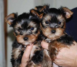 Adorable Yorkie Puppies Ready Now Text  804xx215xx4989