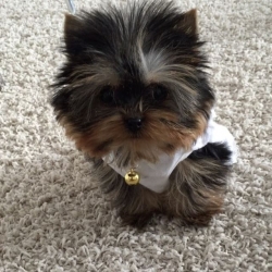 Gorgeous Tiny Yorkie Puppies Text 804 215-4989