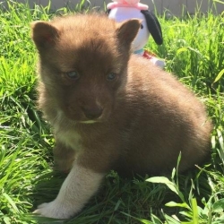  Husky Puppies need a home