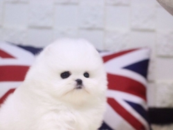 Two Awesome T-Cup Pomeranian Puppies