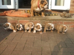Adorable and Lovely English Bulldog puppies