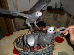 pair of  African grey Parrots 