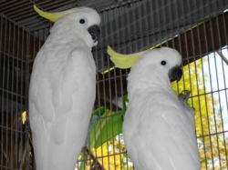 100% fertile parrot eggs and parrot babies available for sale.