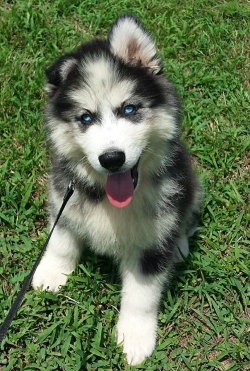 Siberian husky Puppy up for rehoming.