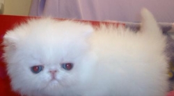 Persian Kittens To Go Home. Text us only at 615 541-9122