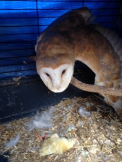 Adult Male Barn Owl For Sale 3029079434 