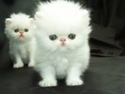 CFA Persian Kittens - Pure Bred. Text us only at 615 541-9122