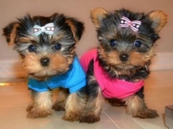   Well socialized Yorkie Puppies ready for new home 