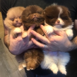 Stunning Cheeky Poms Ready Now