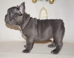 Fantastic Blue French Bulldog Puppies Available For Sale