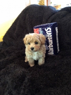 Teacup Maltipoo Puppies For Sale. CallText 832-779-6173