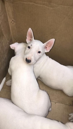 Beautiful Miniature English Bull Terrier Text 302-272-9525