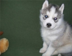 Gorgeous Siberian Husky Puppies for re-homing 