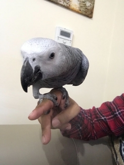 African Grey Baby For Sale