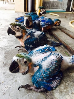 super cute macaw blue and gold babies