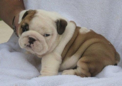 Cute and Adorable English bulldog puppies for ale