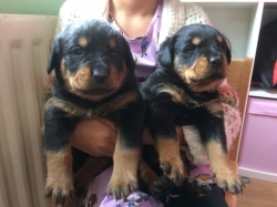 Male and female Rottweiler puppies for pet lovers 657 233-7601