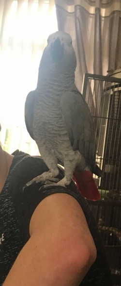 African Grey Parrot