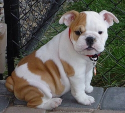InteLligent ENGLISH BULLDOG pUppies for rehomiNg 