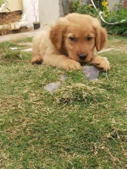 Quality Retriever Golden Pups;